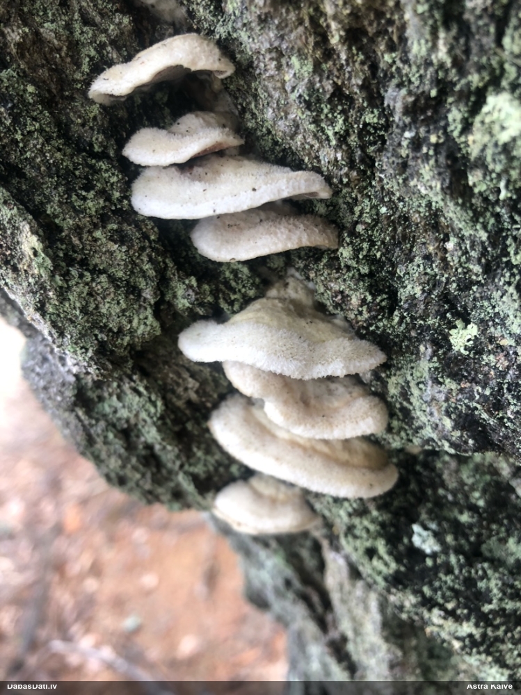 Divkrāsu plānpiepe