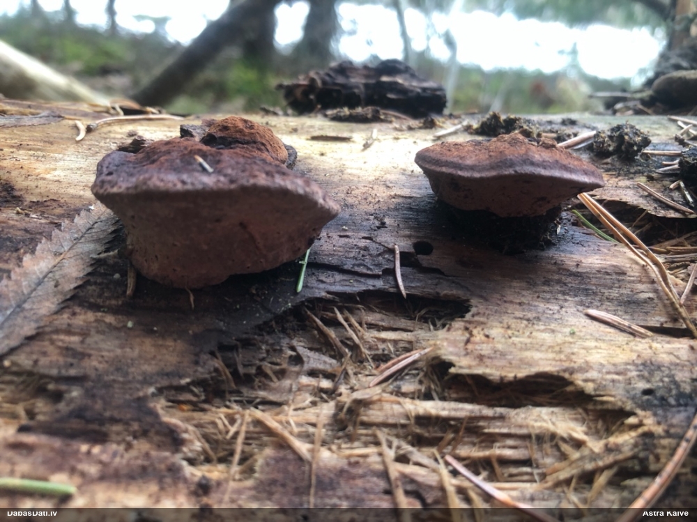 Rožainā apmalpiepe