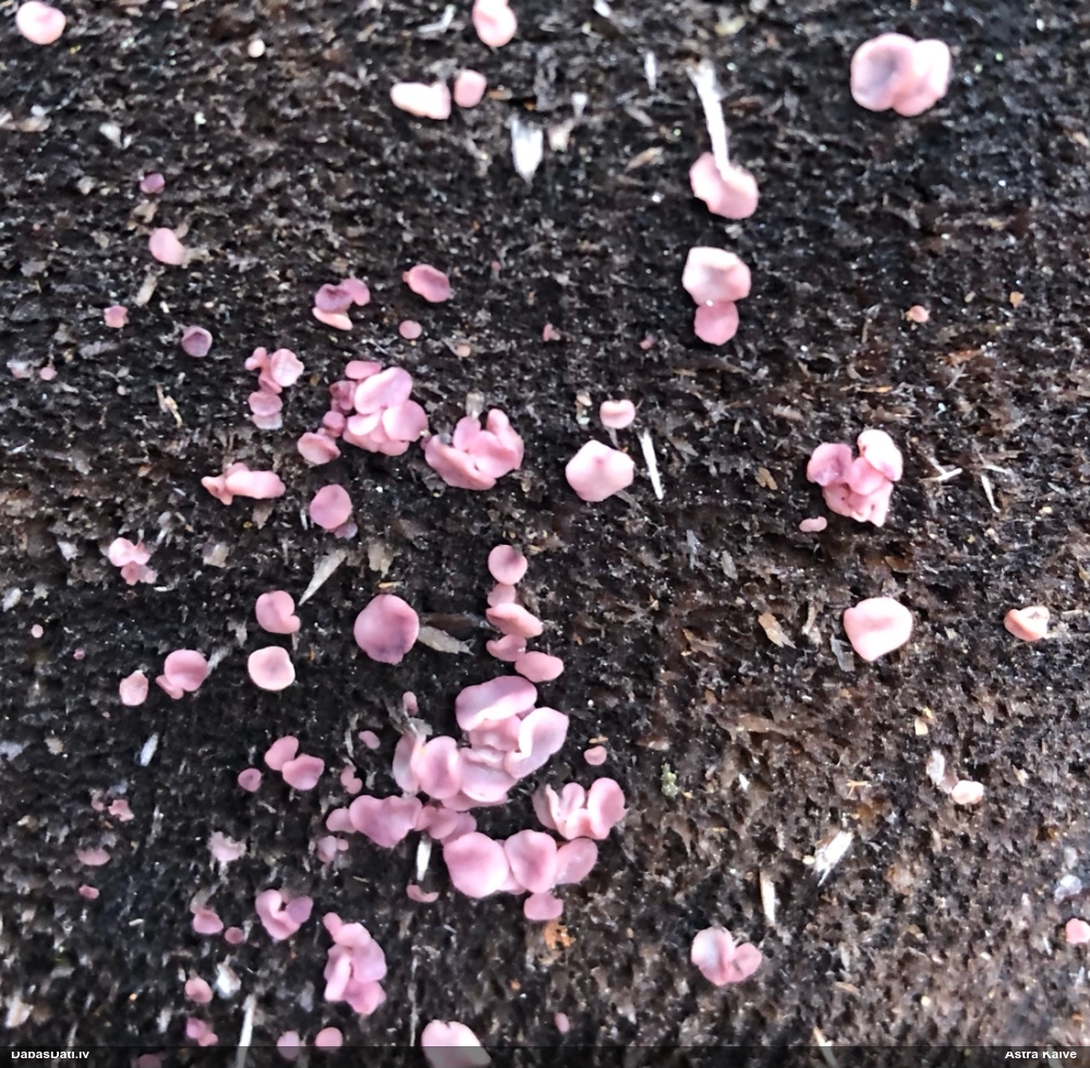 Krokainā purpurlāsene