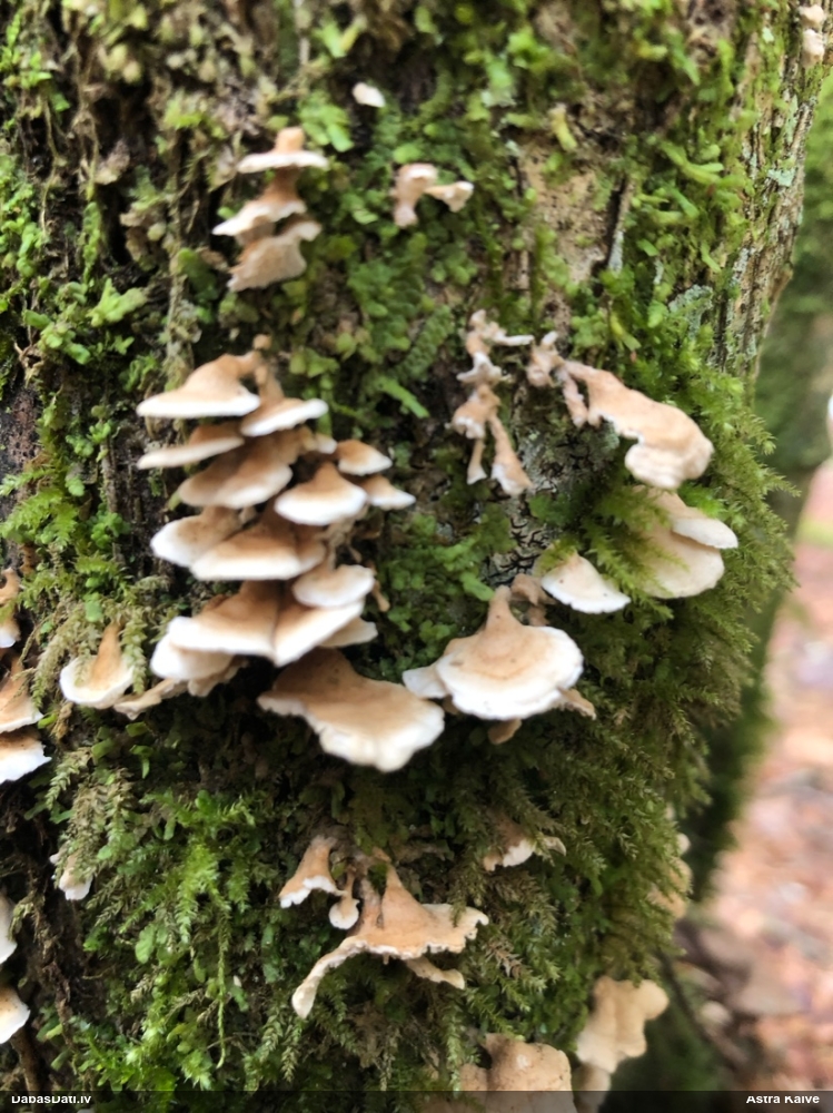 Cirtainā kroklapīte