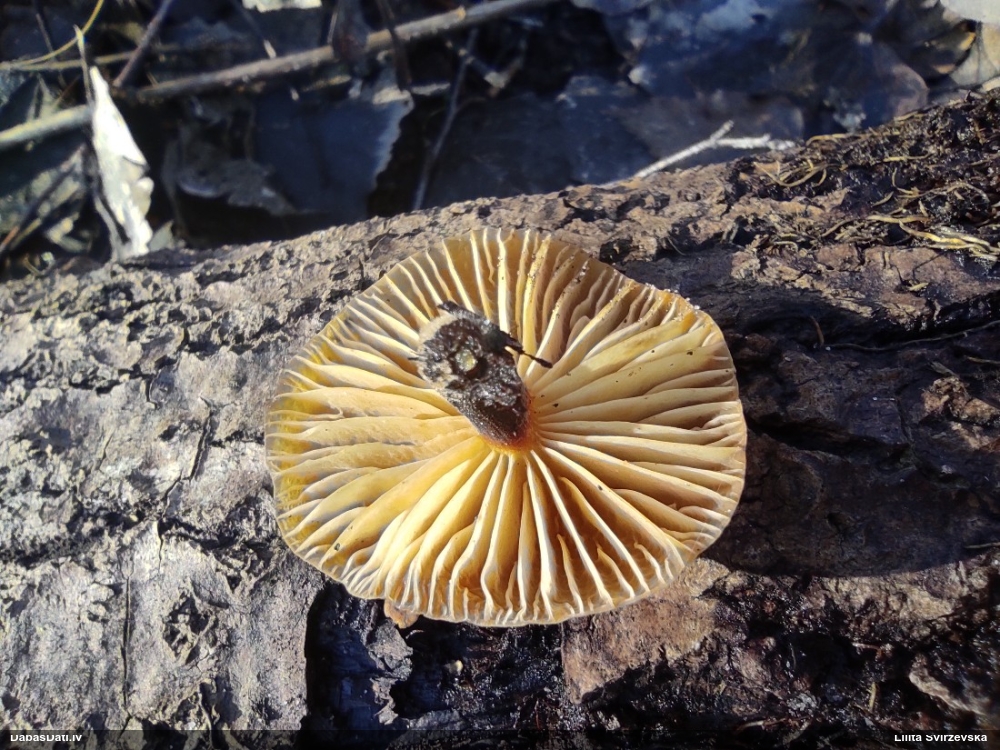 Samtainā ziemene (ziemas celmene)