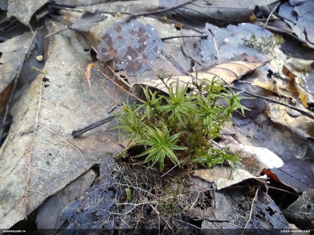 Viļņainā lācīte