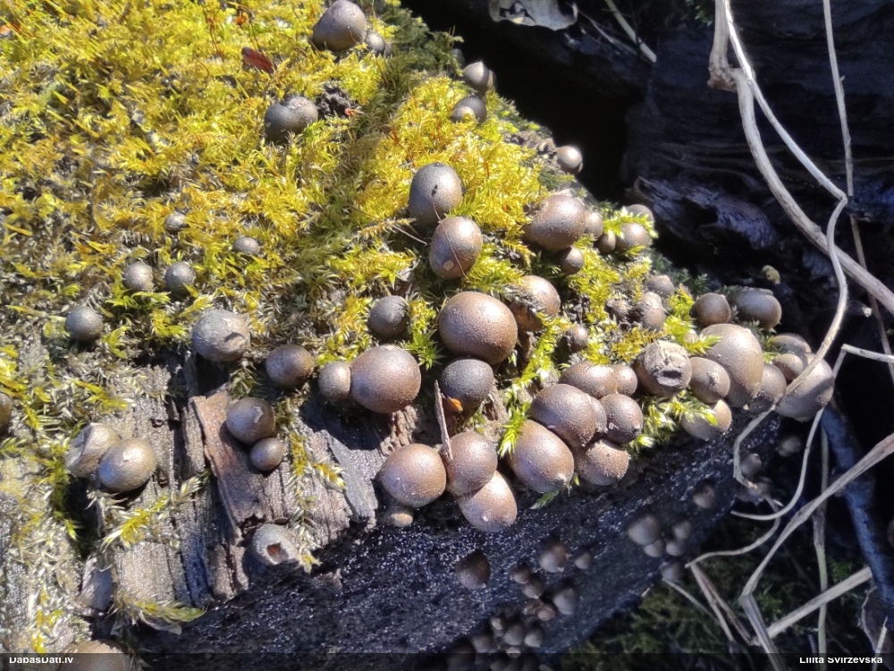 Koksnes vilkpienaine