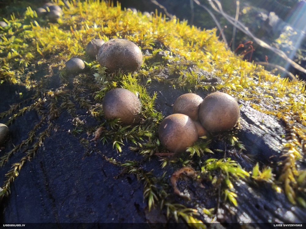 Koksnes vilkpienaine