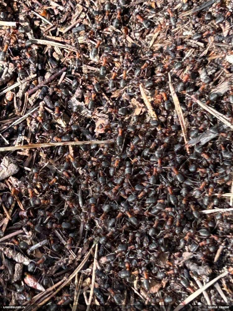 Rūsganā meža skudra