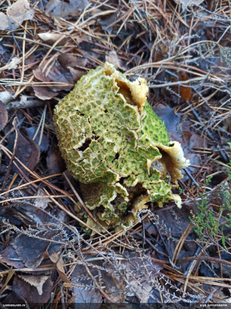 Parastais cietpūpēdis