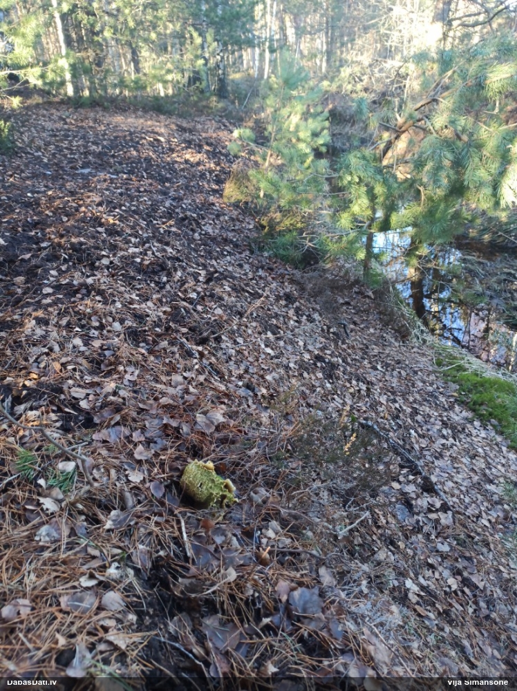 Parastais cietpūpēdis