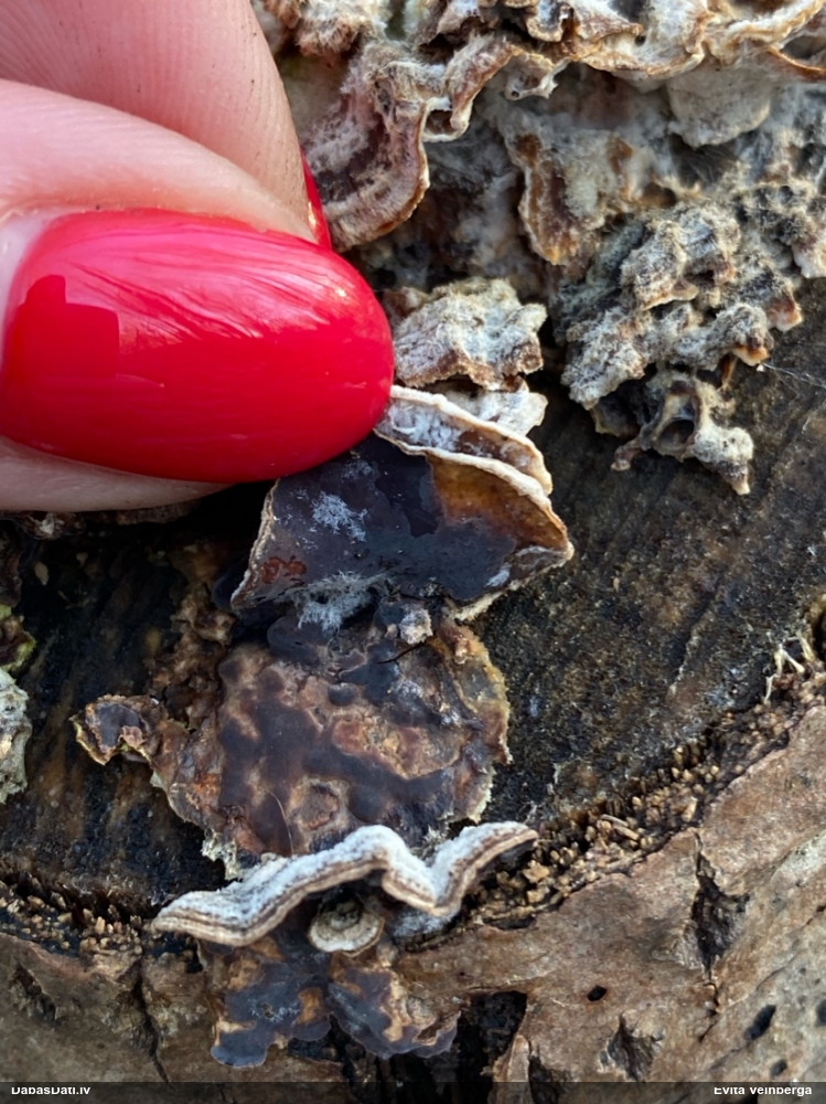 пленчатая аурикулярия