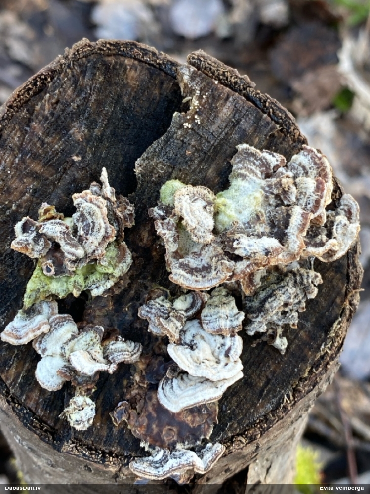 пленчатая аурикулярия