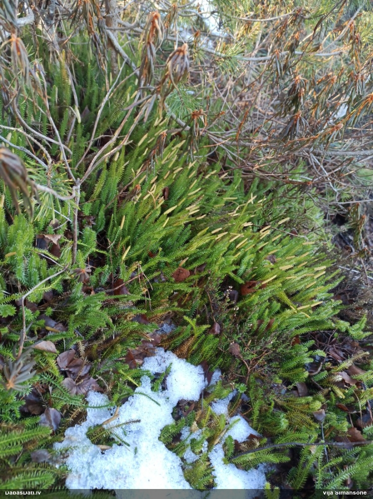 плаун годичный