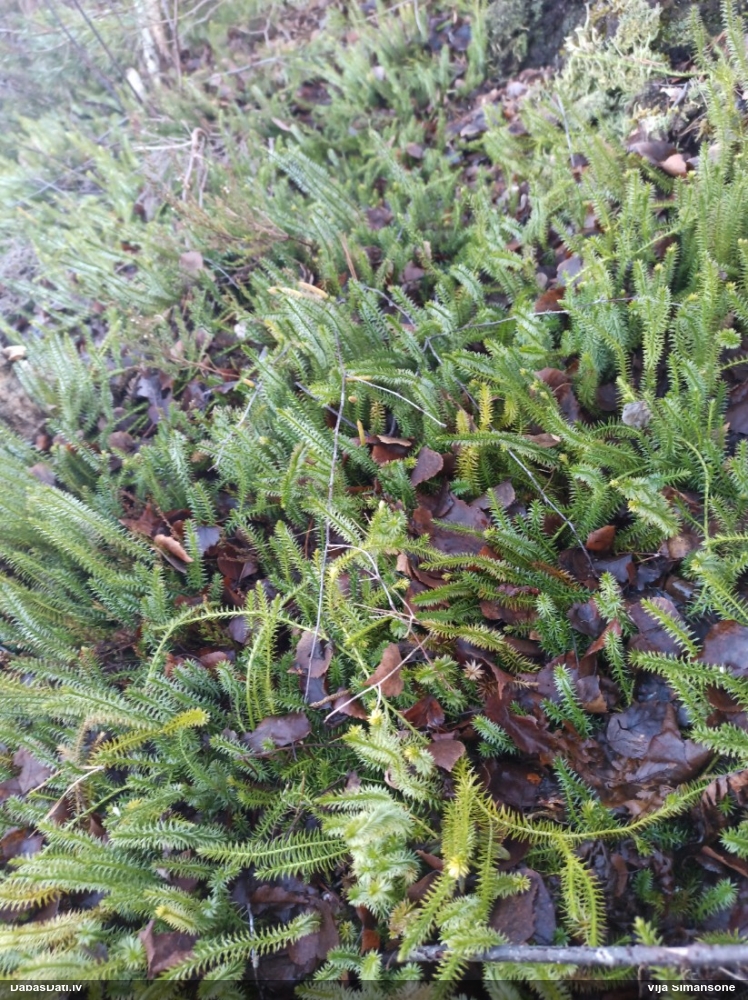 плаун годичный