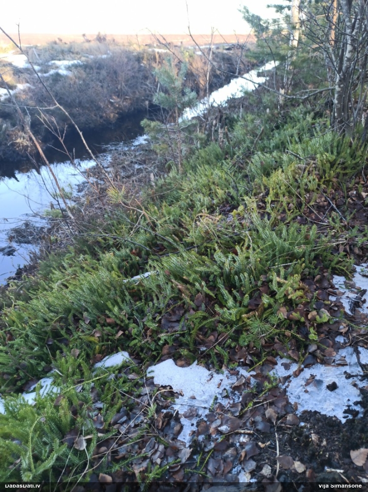 плаун годичный