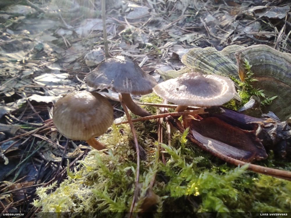 Sēntiņa (nenoteikta)