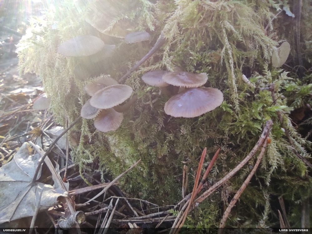 Sēntiņa (nenoteikta)