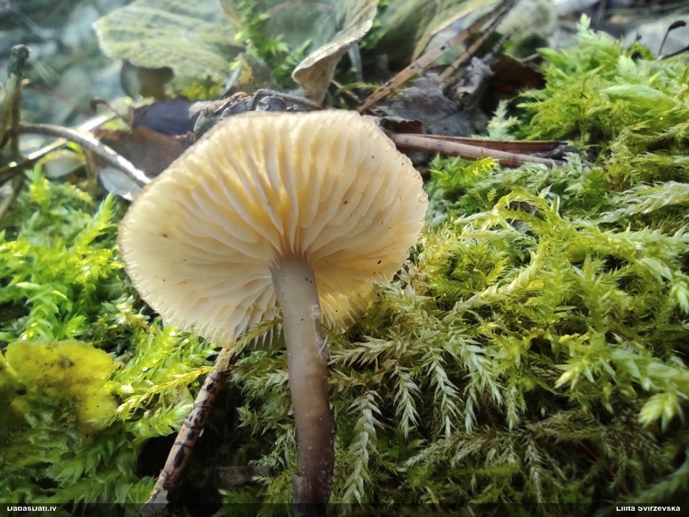 Sēntiņa (nenoteikta)