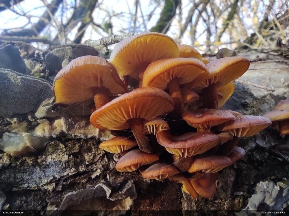 Samtainā ziemene (ziemas celmene)