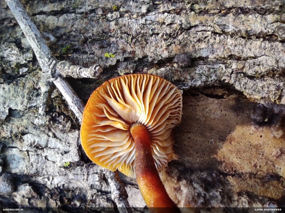 Samtainā ziemene (ziemas celmene)