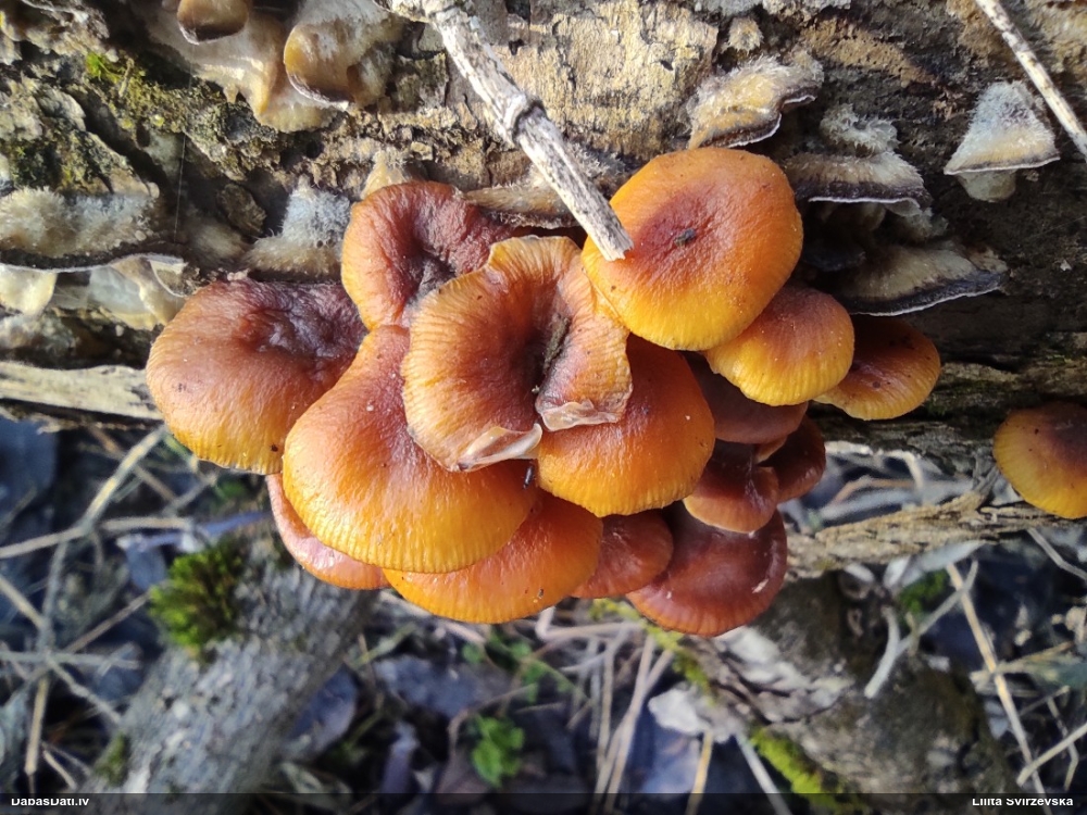 Samtainā ziemene (ziemas celmene)