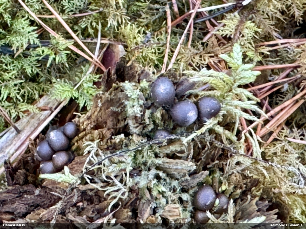 Koksnes vilkpienaine