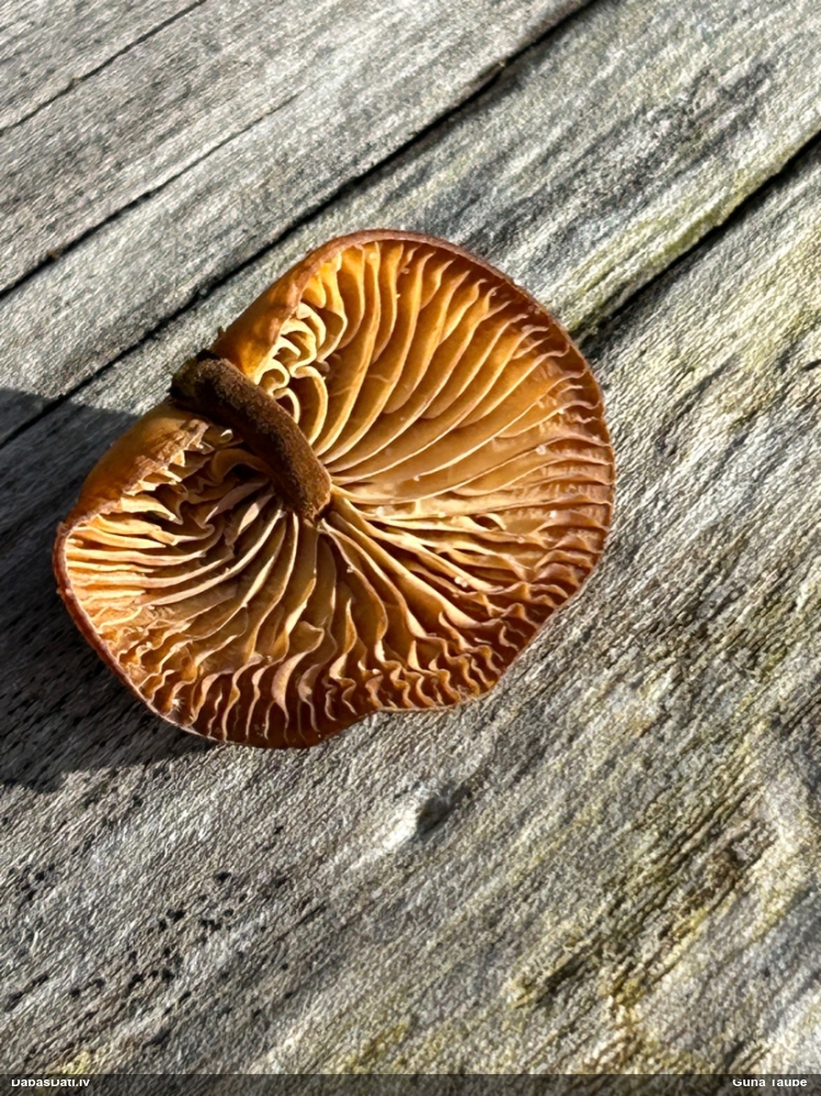 Samtainā ziemene (ziemas celmene)