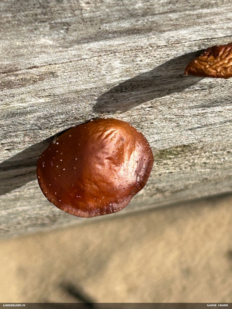 Samtainā ziemene (ziemas celmene)