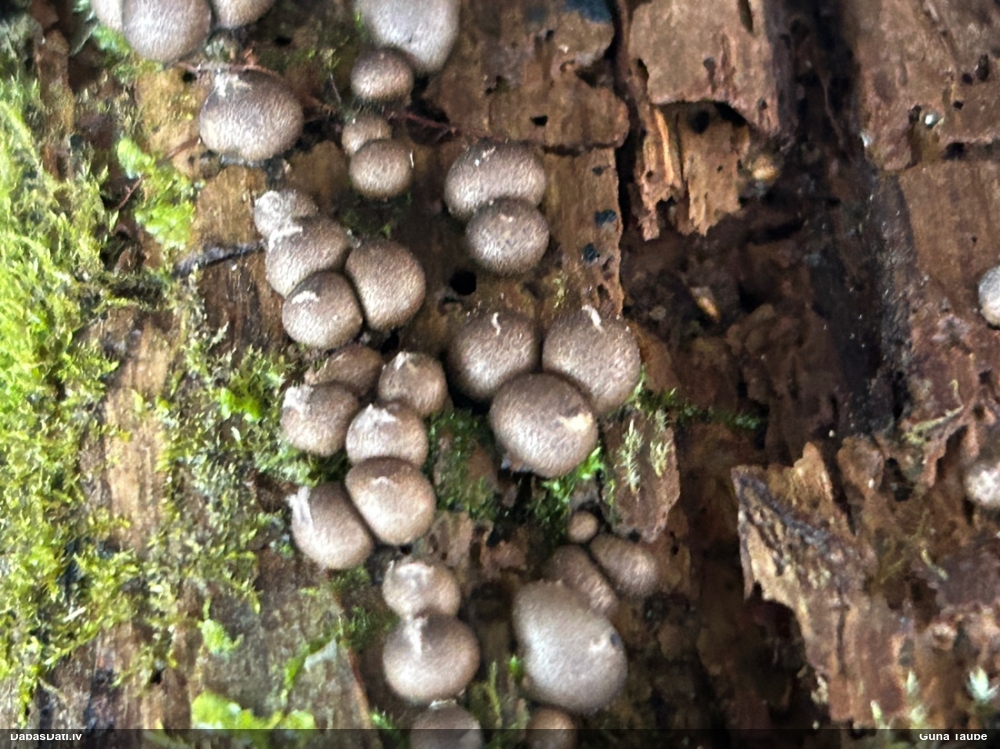 Koksnes vilkpienaine