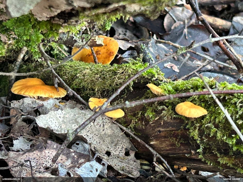 Samtainā ziemene (ziemas celmene)