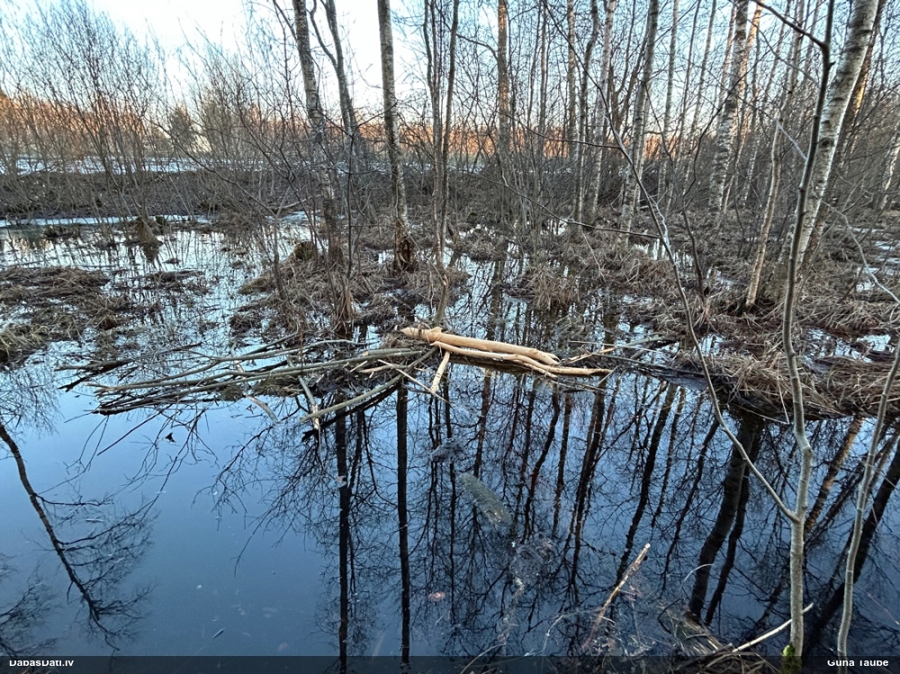 обыкновенный бобр