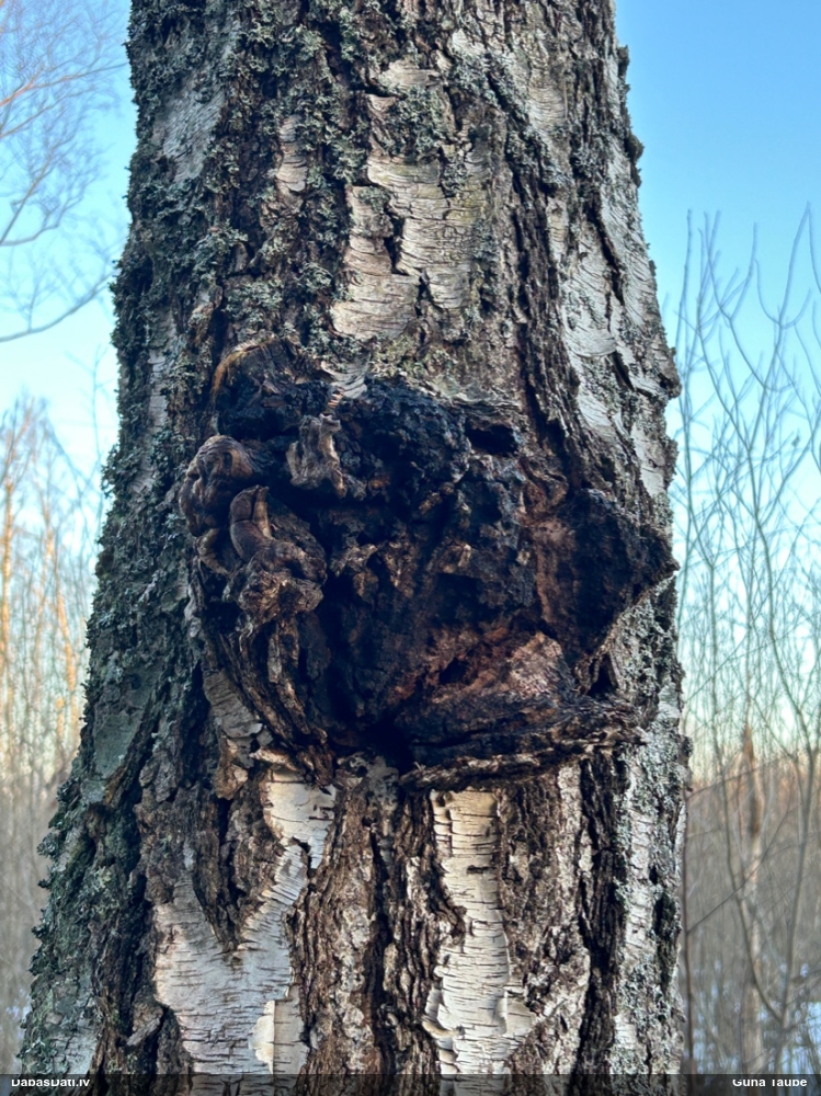 Melnā spulgpiepe, čaga