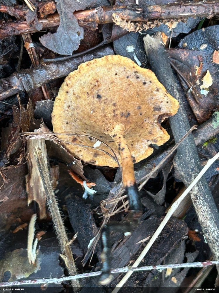 Kātiņpiepe (nenoteikta)