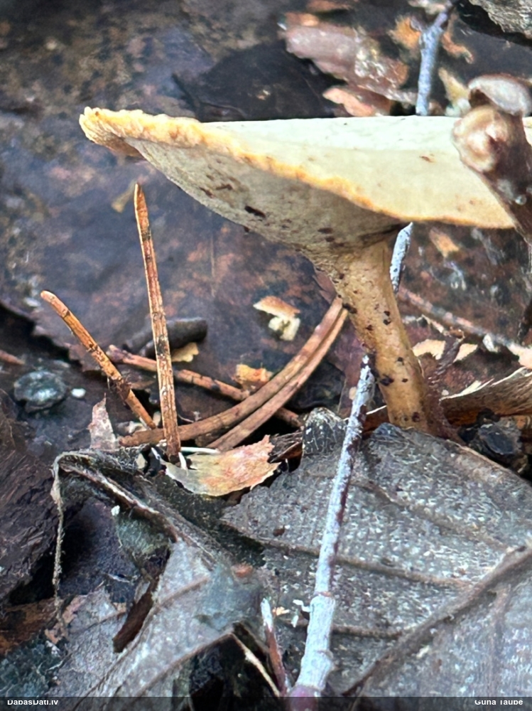 Kātiņpiepe (nenoteikta)