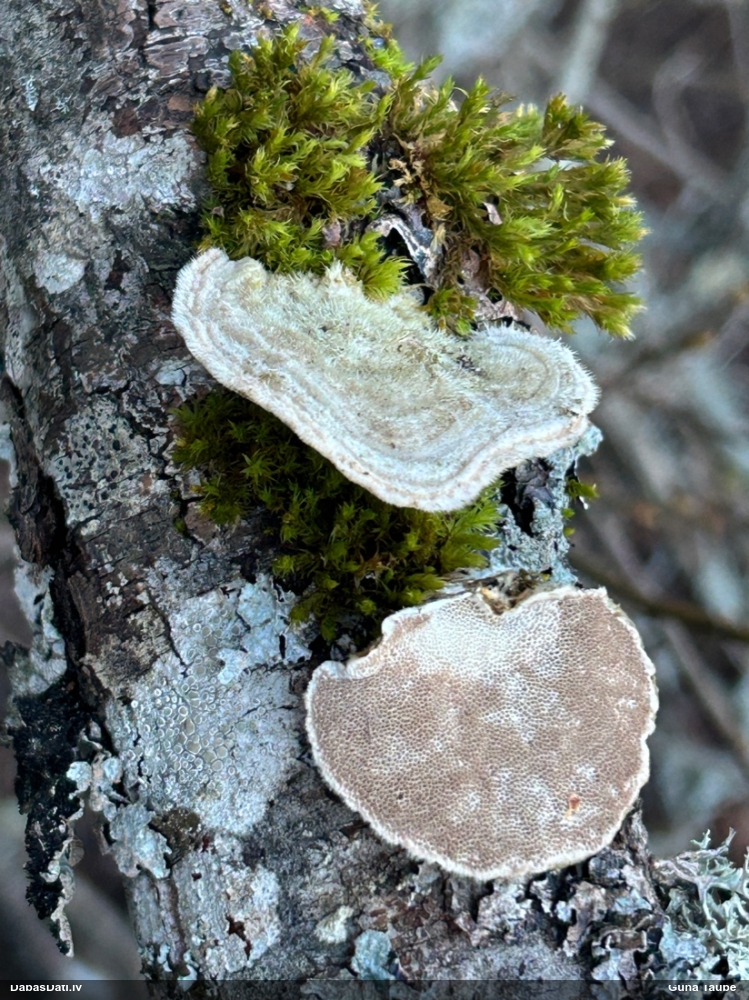 Sarainā tauriņpiepe