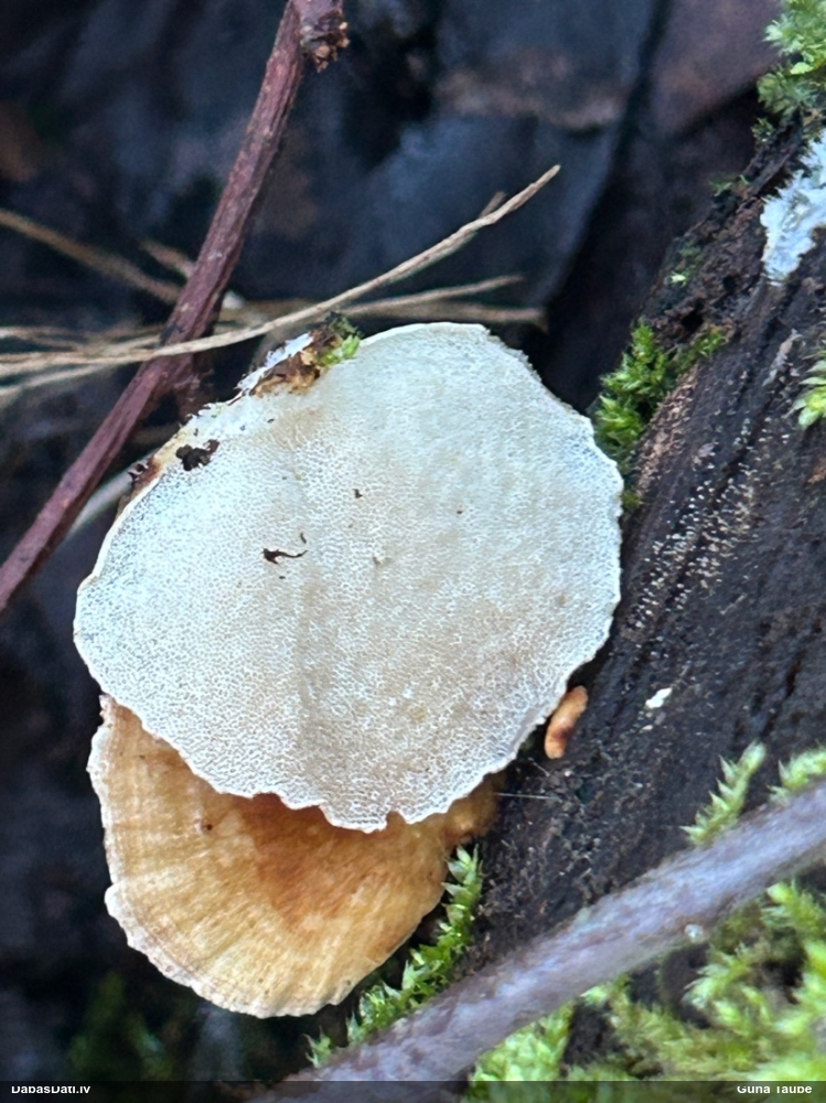 Dzeltenā tauriņpiepe