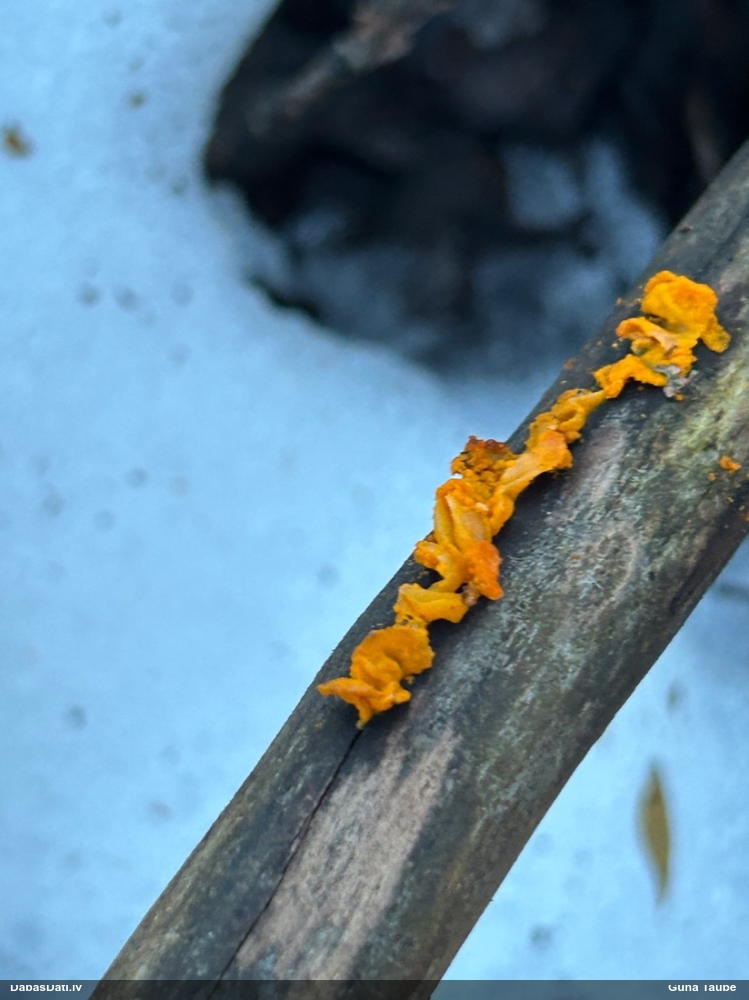 оранжевая, пленчатая дрожалка