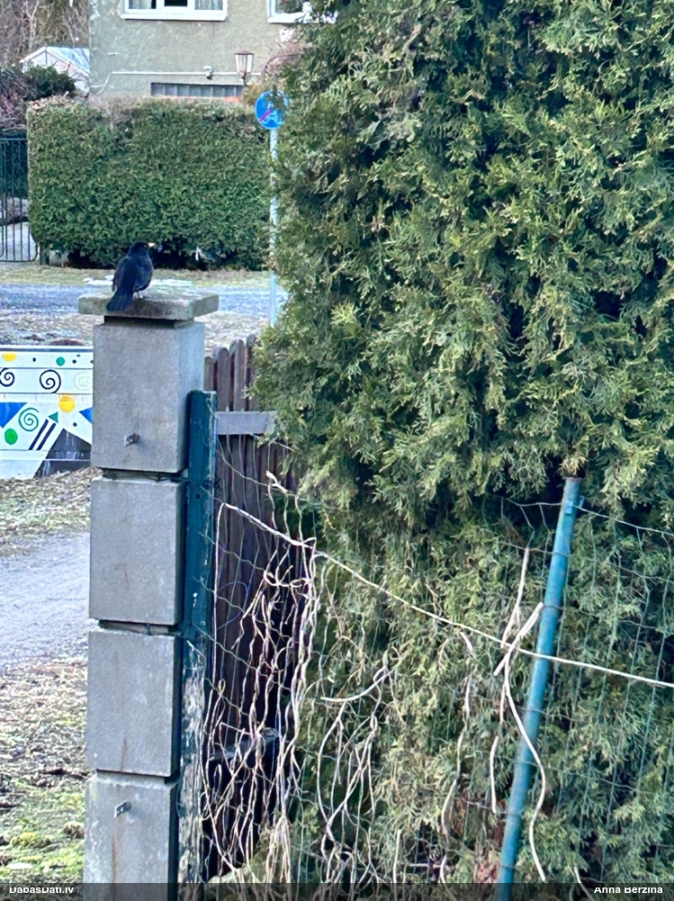 черный дрозд