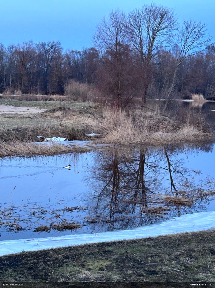 большой крохаль