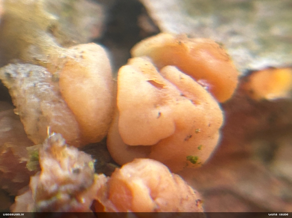 Smadzeņveida receklene