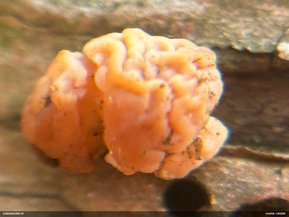 Smadzeņveida receklene