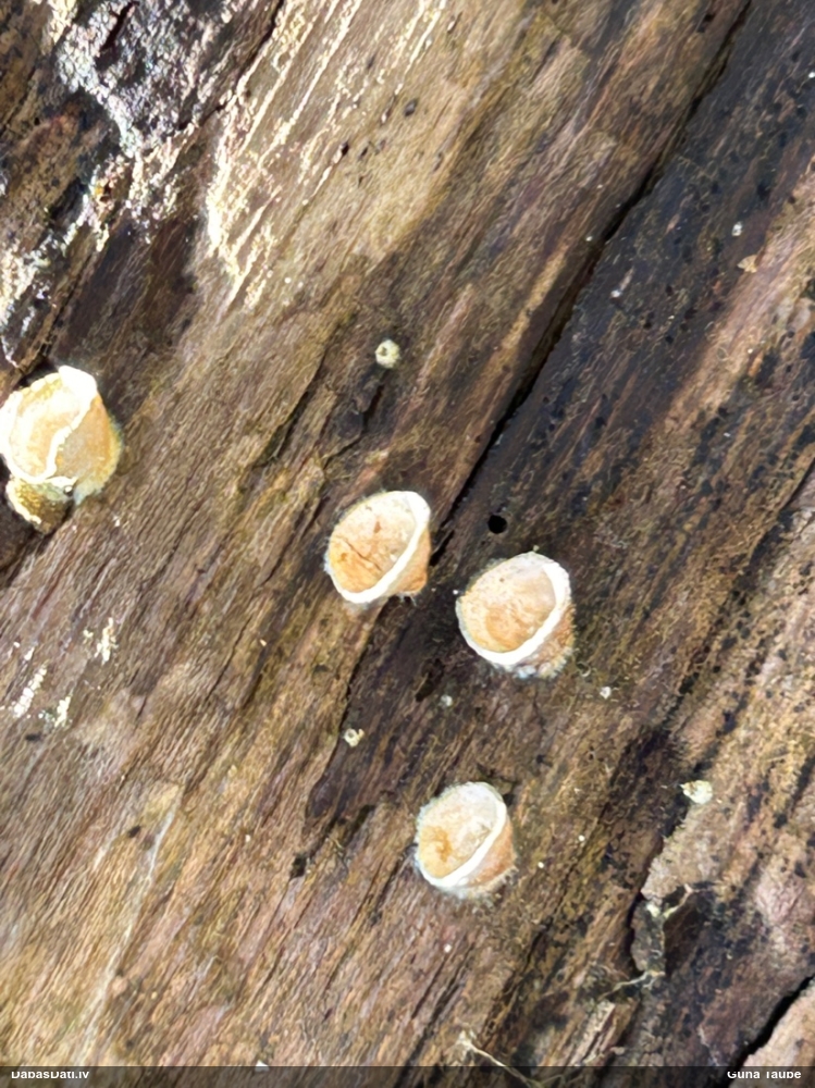 круцибулум гладкий