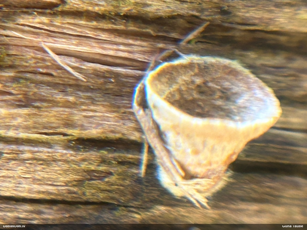 круцибулум гладкий