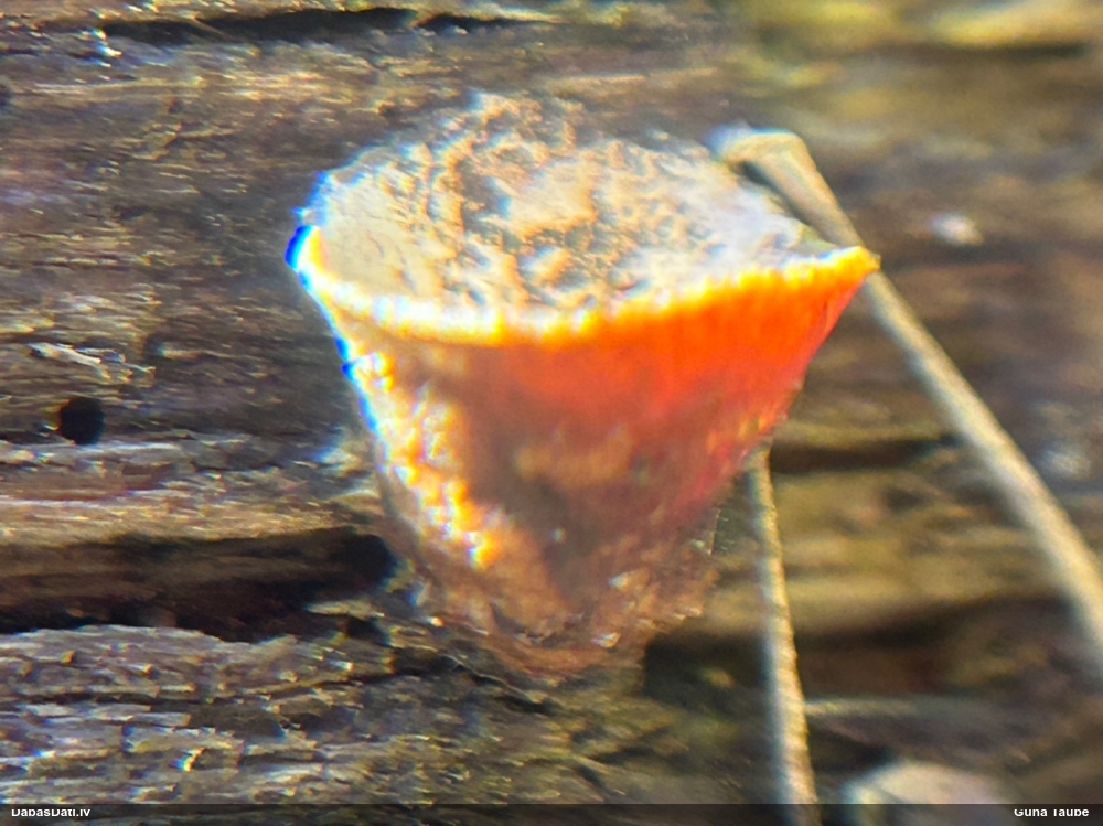 круцибулум гладкий