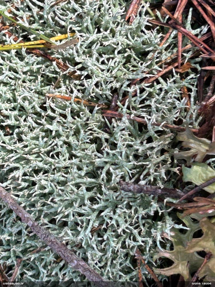 Ķērpis (nenoteikts)