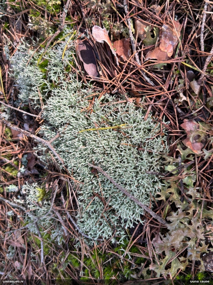 Ķērpis (nenoteikts)