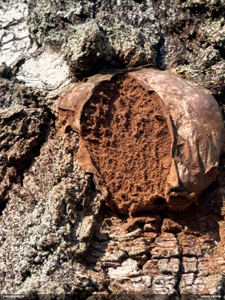 Neīstais pūpēdis, parastais gļotpūpēdis