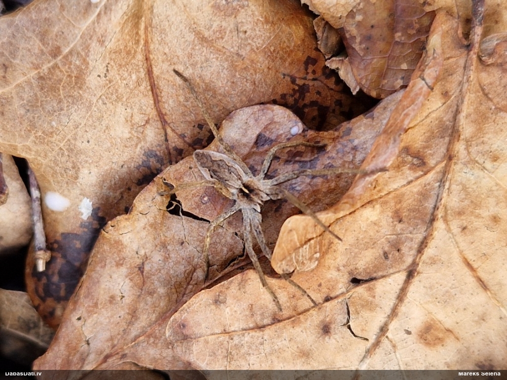 Dižzirneklis Pisaura mirabilis