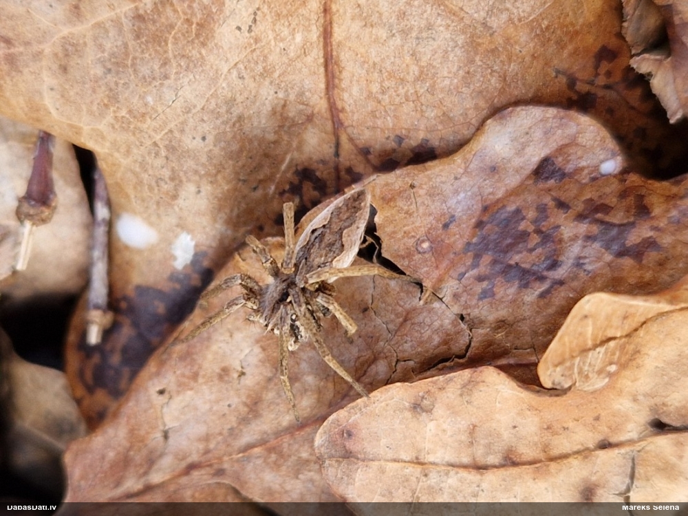 Dižzirneklis Pisaura mirabilis