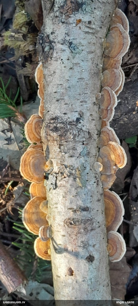 Dzeltenā tauriņpiepe