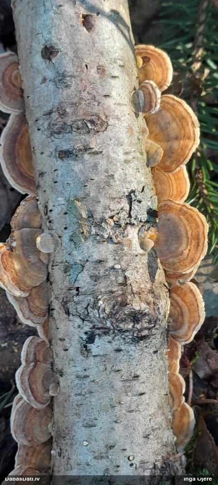 Dzeltenā tauriņpiepe