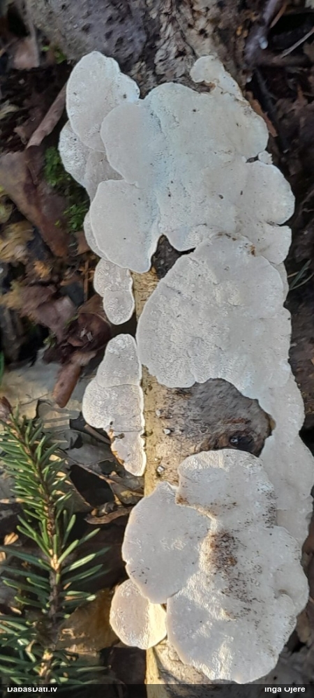 Dzeltenā tauriņpiepe