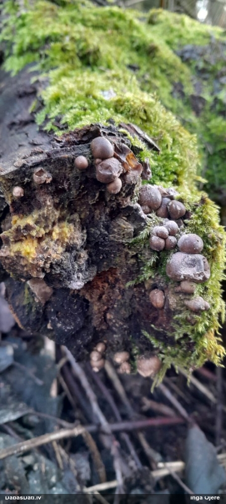 Vilkpienaine (nenoteikta)